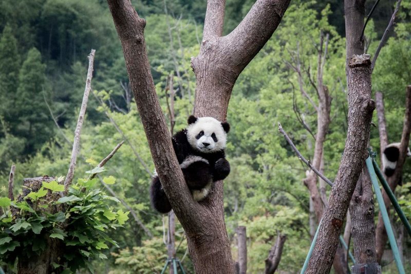 Pandababy im Baum in Wolong