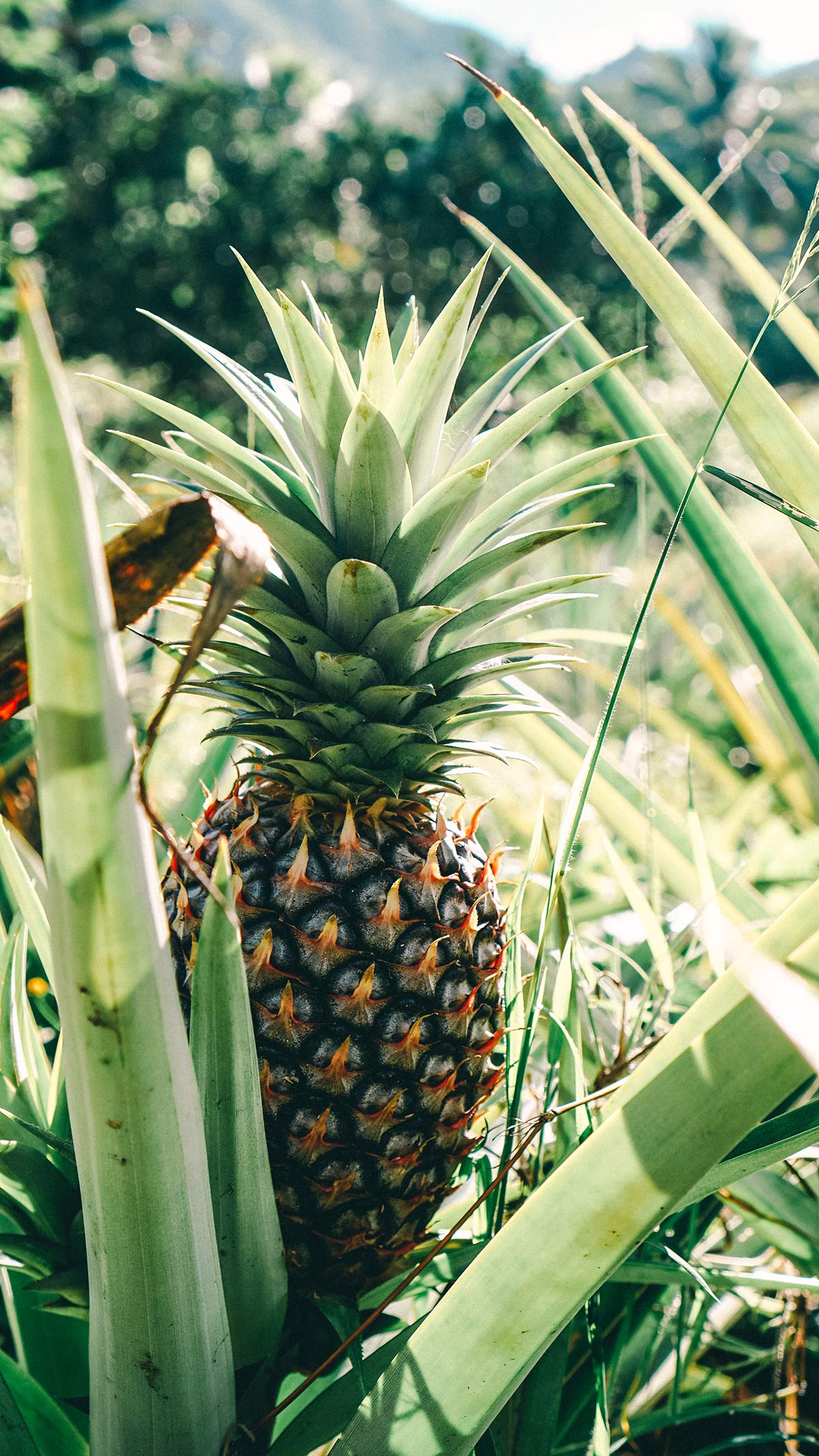 Eco Cycle Tour Ananas Plantage