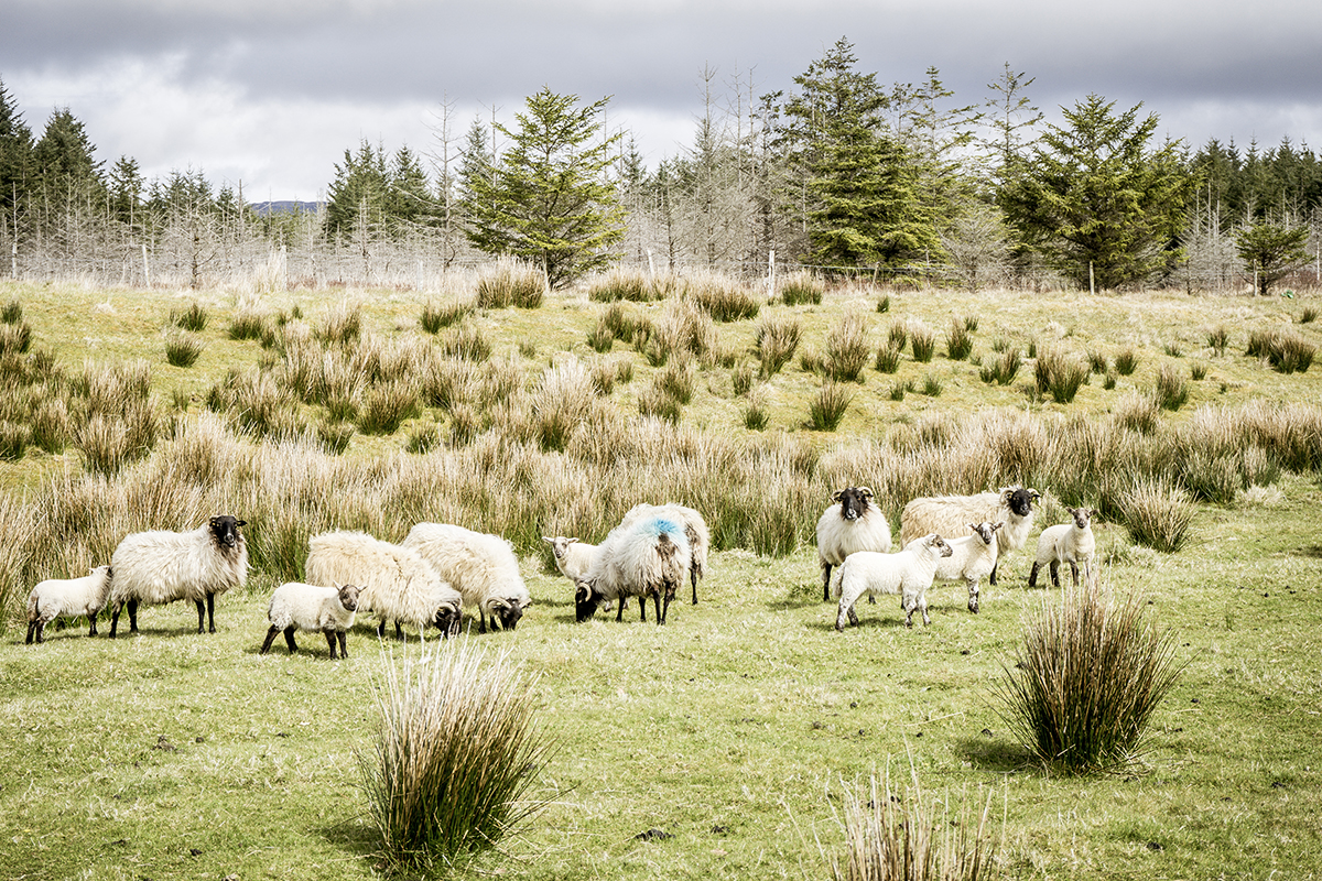 Irland Donegal Owenea River Schaffamilie