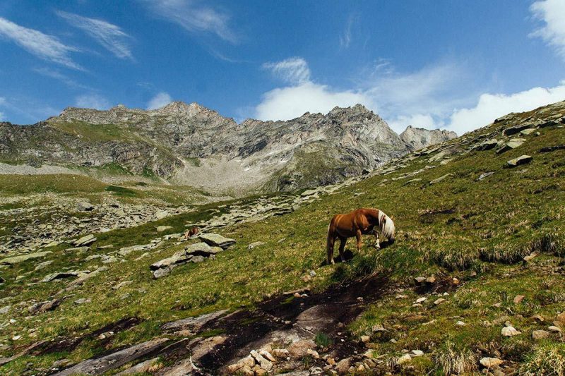 Haflinger bei der Greizer Huette