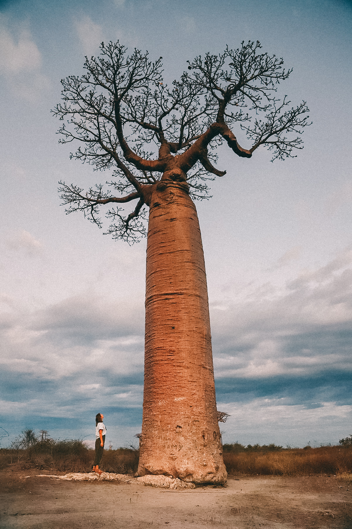 Madagaskar Affenbrotbaum Baobab