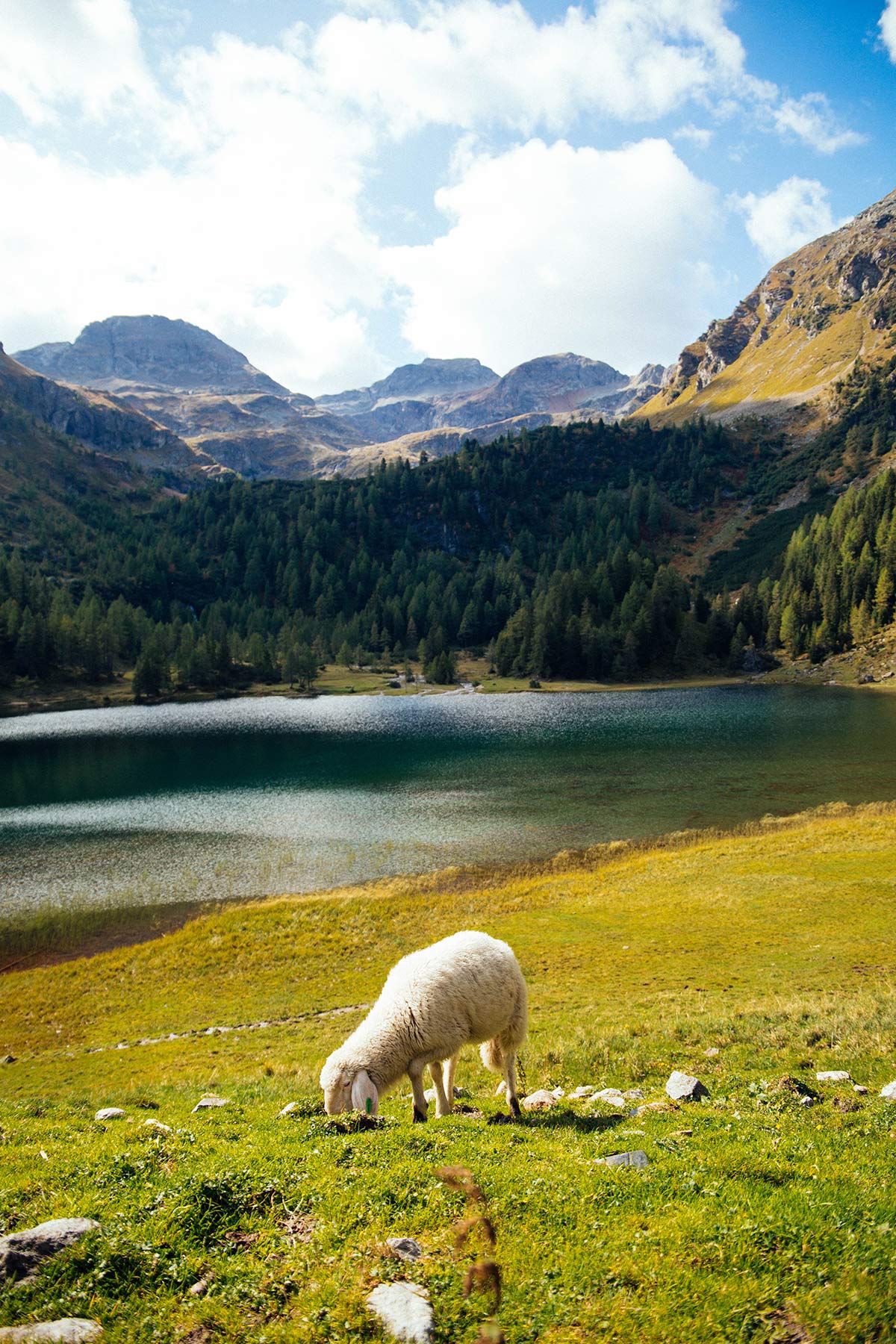 Schaf am Duisitzkarsee