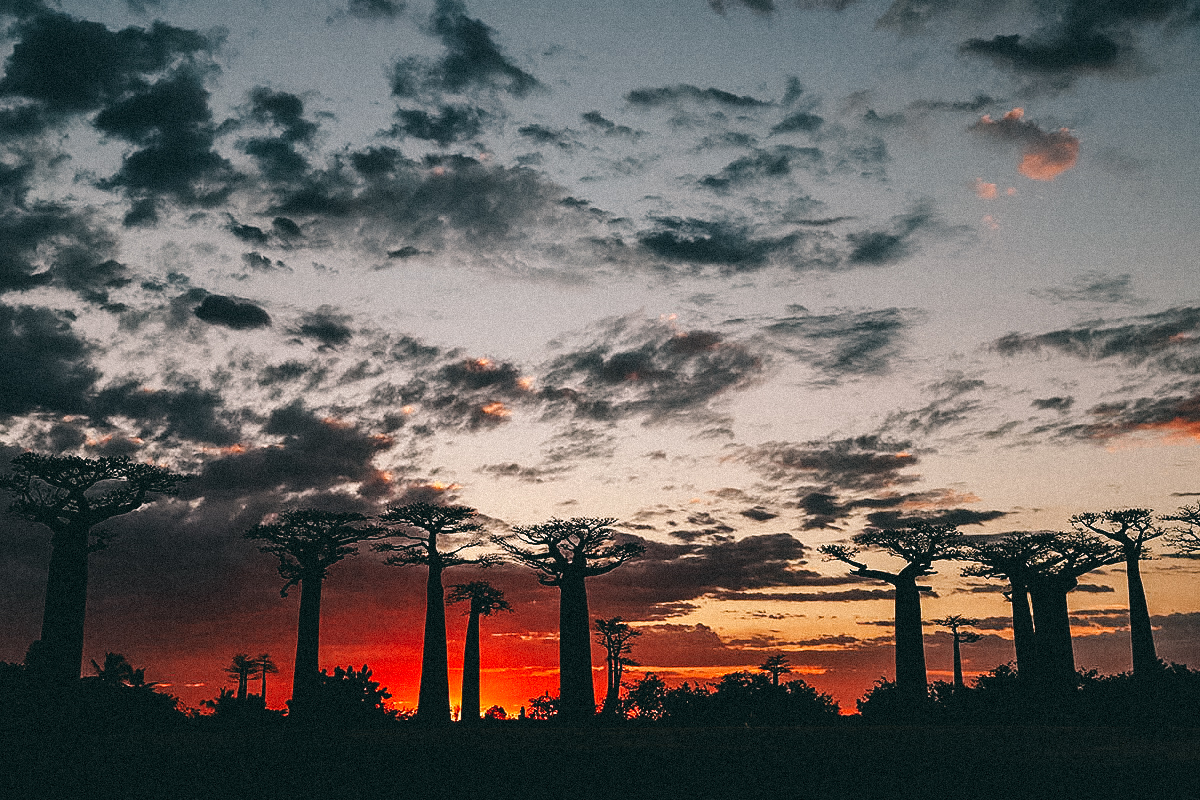 Sonnenuntergang Baobab Allee