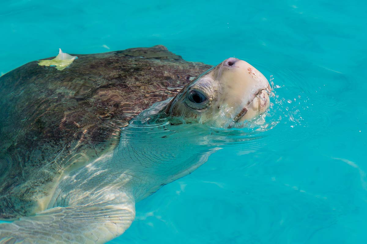 Karettschildkroete schnappt nach Luft