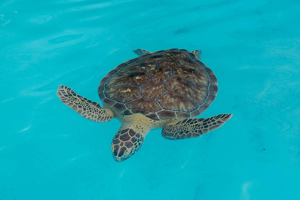 Schildkroetenkrankenhaus Florida Keys Karettschildkroete