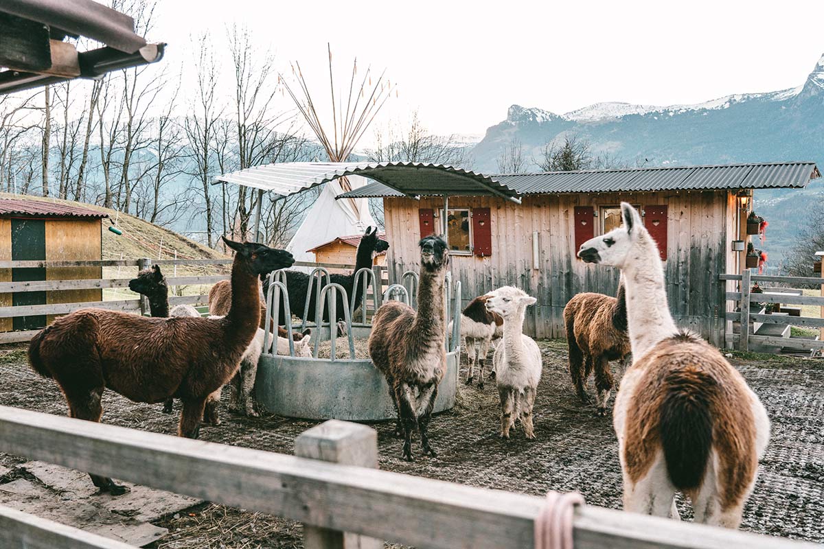 Lama und Alpakahof in Triesenberg