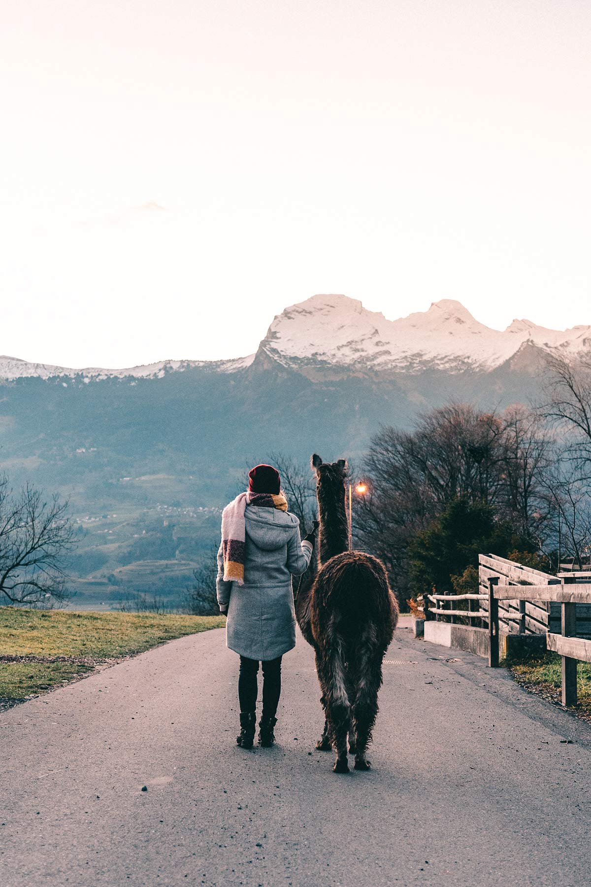 Spaziergang mit Lama in Triesenberg