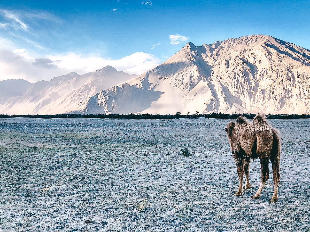 baktrische Kamele im nubra tal