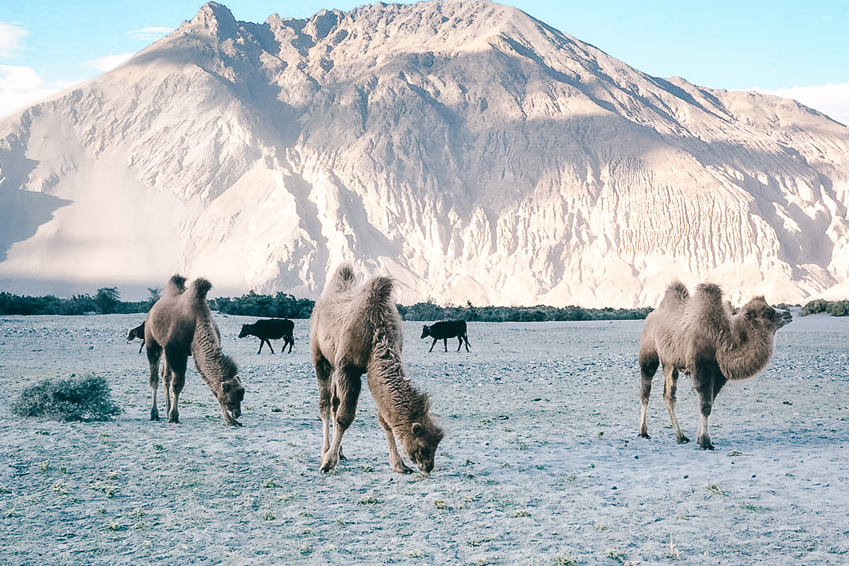 baktrische Kamele im nubra tal