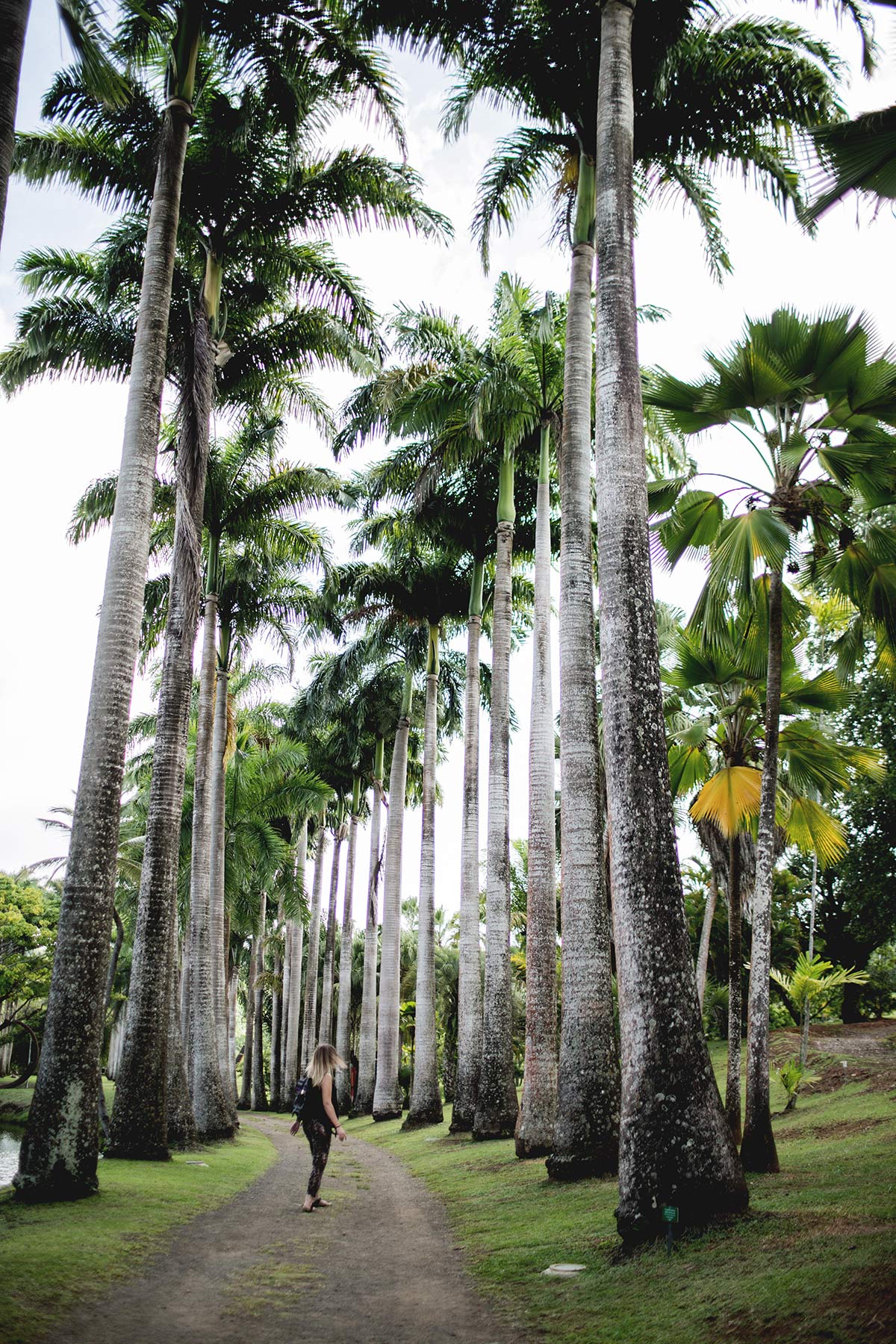 Palmenreihe botanischer Garten