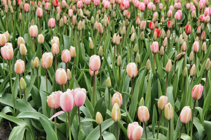 Keukenhof Amsterdam Ausfluege