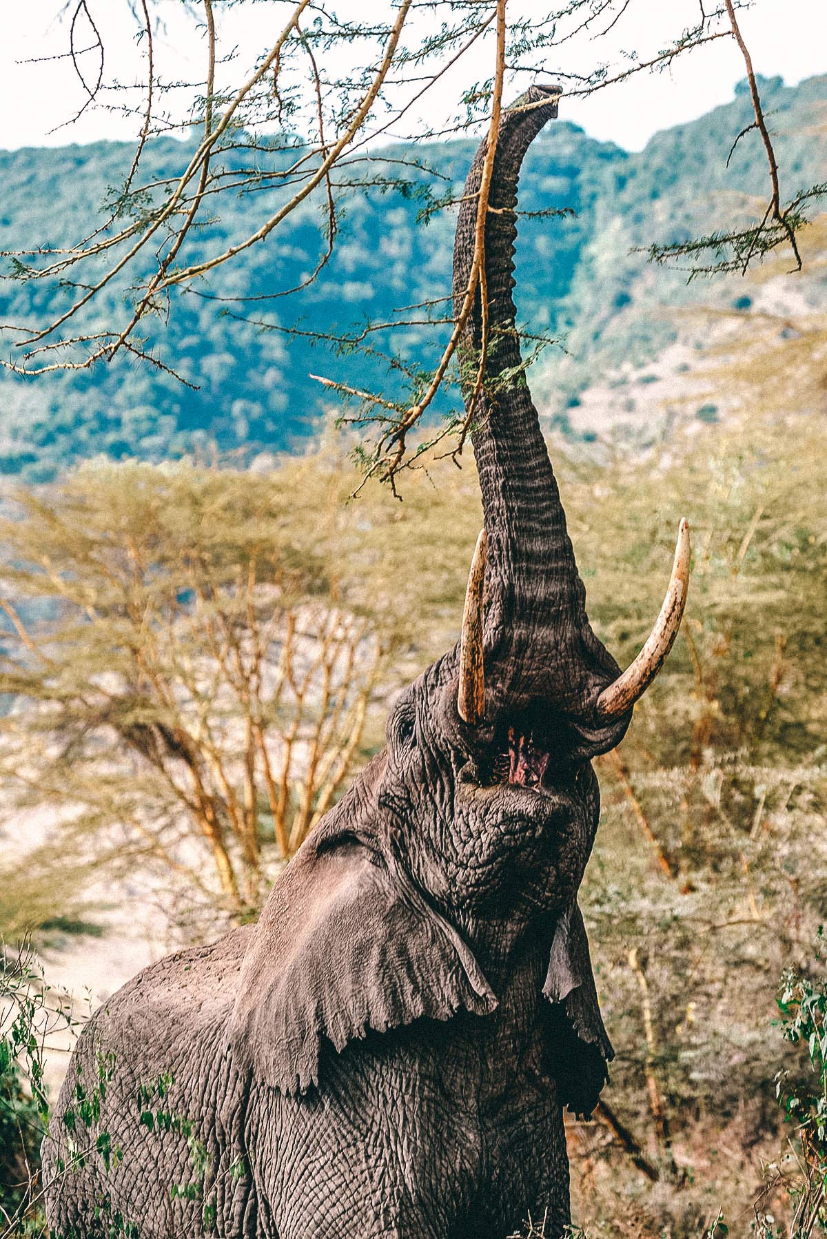 Ngorongoro Nationalpark Elefant