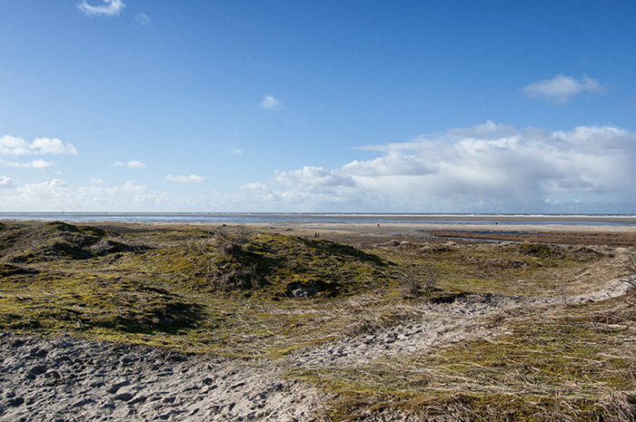 borkum strand gruen