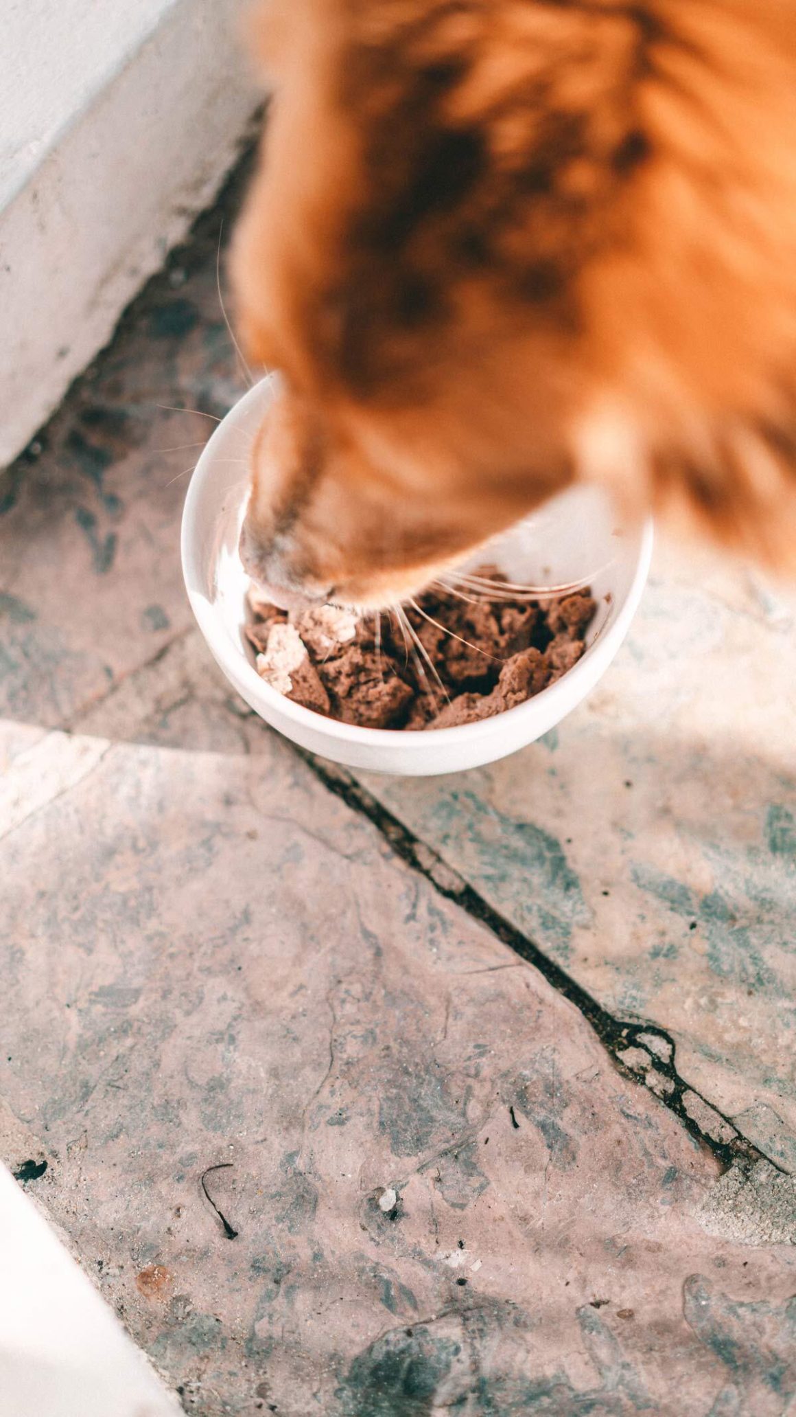 Artgerechte Hundehaltung Instinkte, Triebe &amp; der Ursprung des Hundes