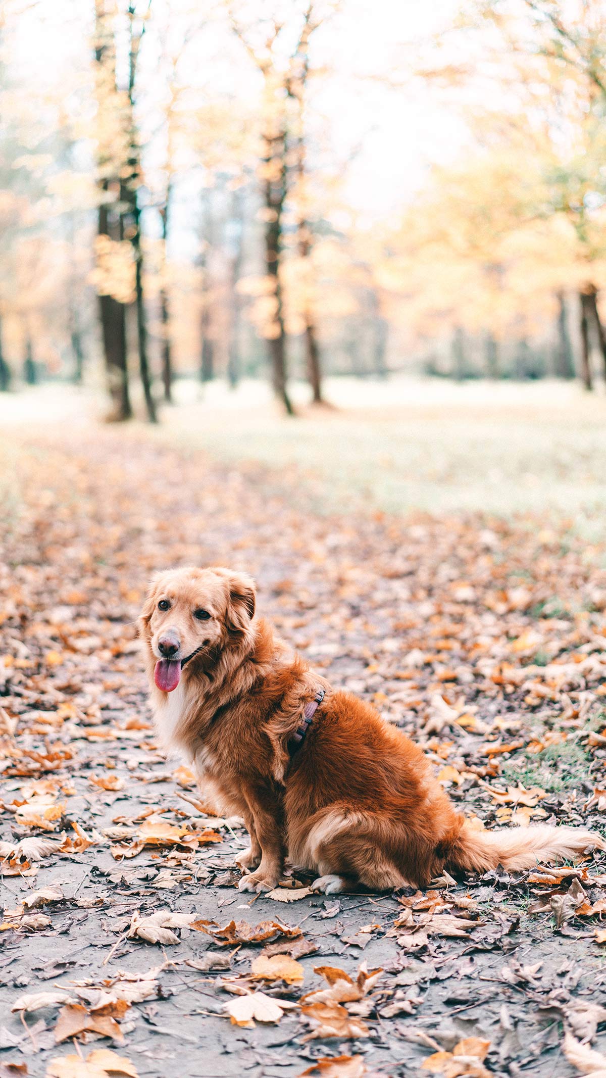 Englischer Garten mit Hund