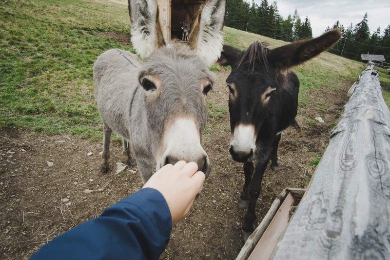 esel fuettern bauernhof urlaub