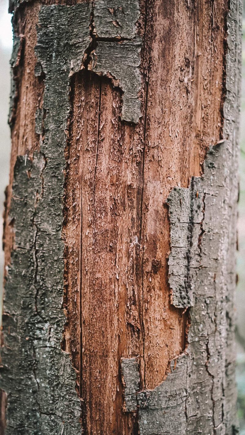 baum