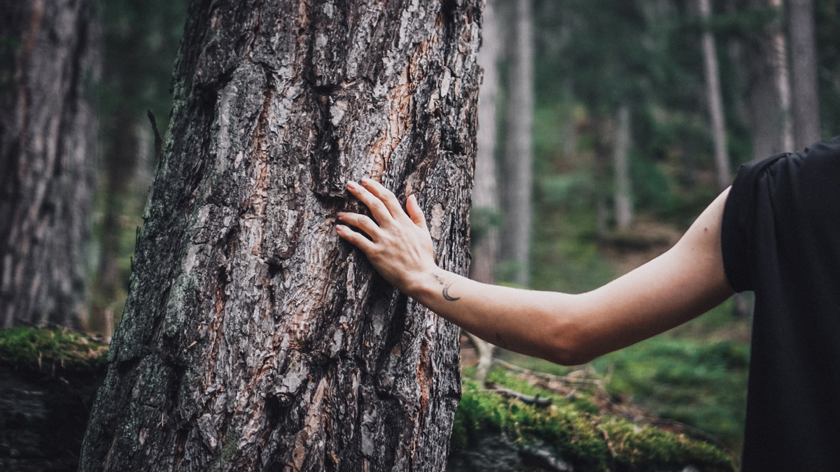 Suedtirol Sehenswuerdigkeiten: Waldbaden Hand