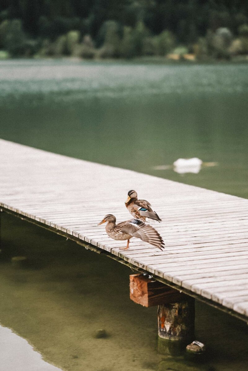 Enten Thiersee
