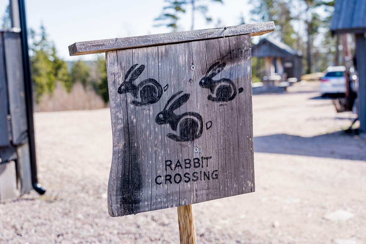 Rabbits crossing