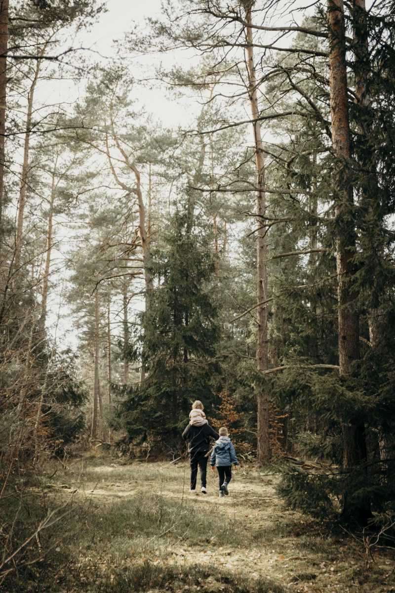 Wald Bio-Hotel Niedersachsen