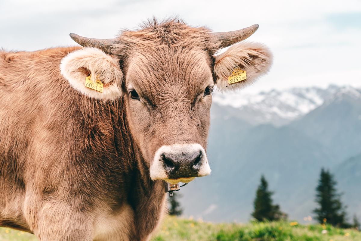 Kuh in Serfaus-Fiss-Ladis im Sommer