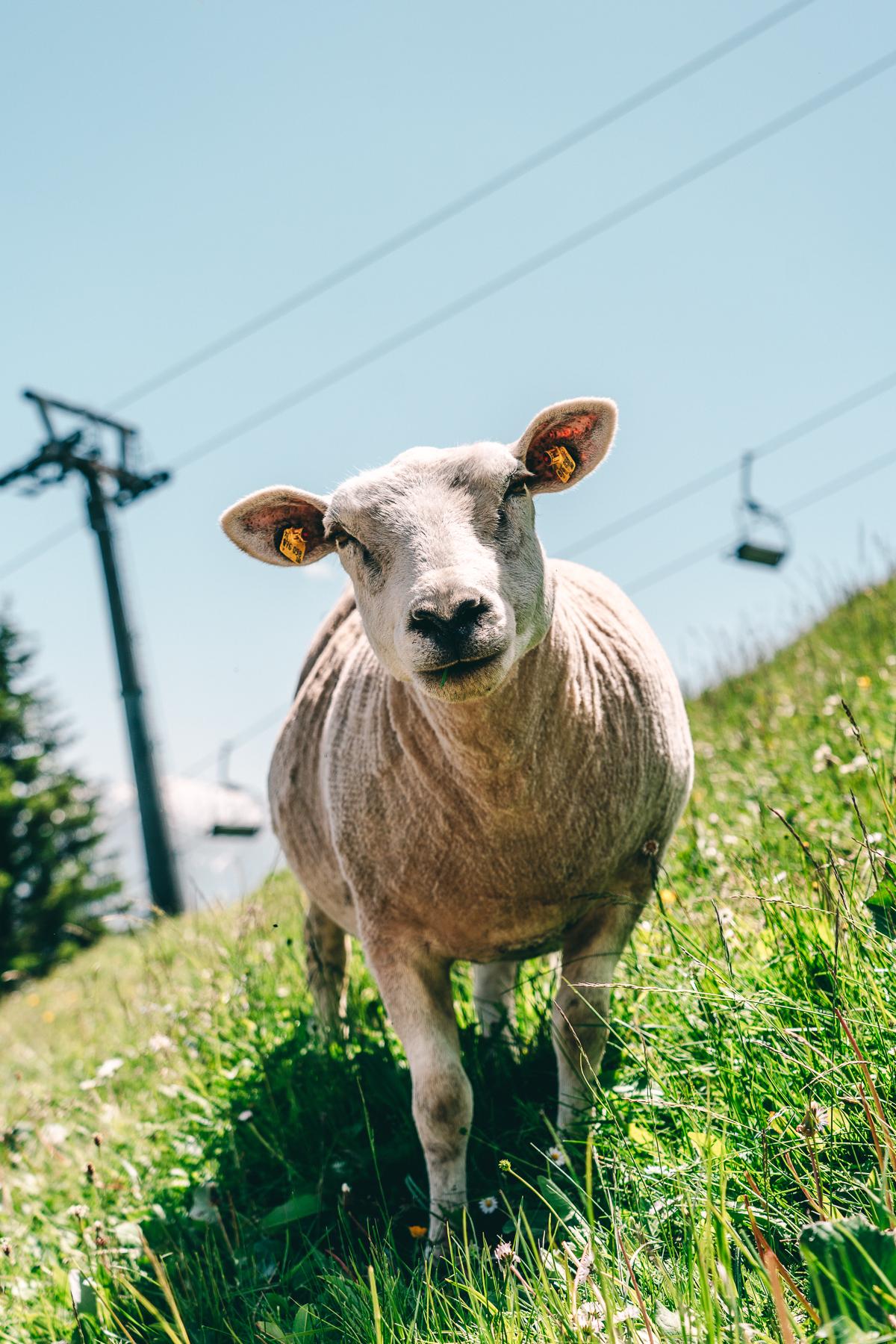 Neugierige Schafe auf Bike-Tour in Serfaus-Fiss-Ladis