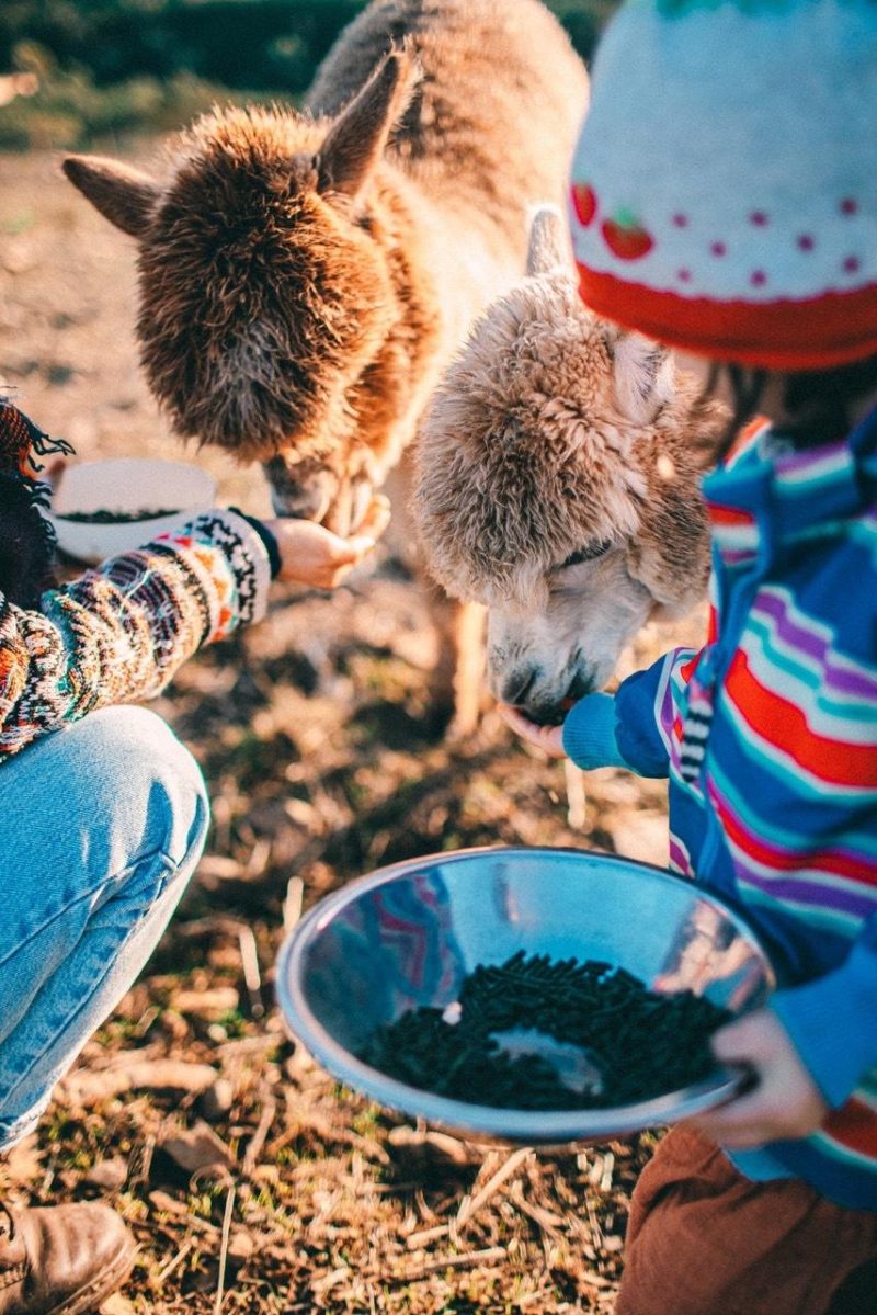 Alpaca Portugal Aljezur