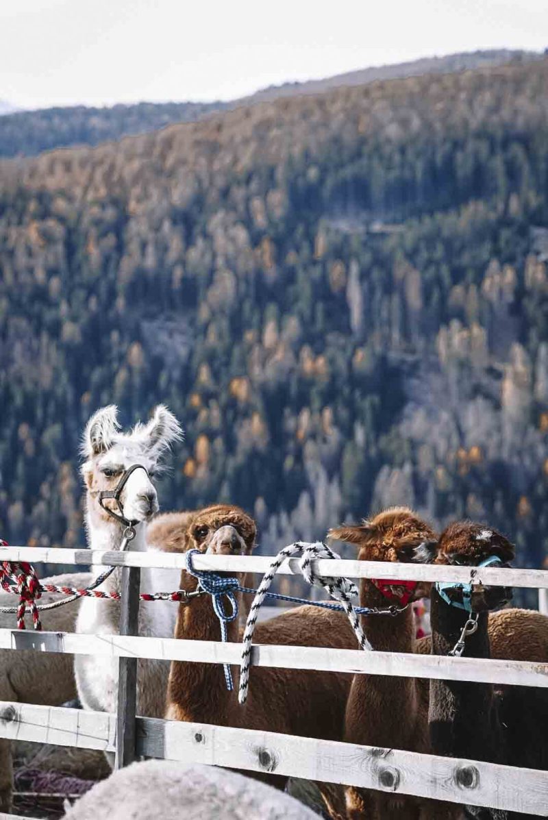 Lama & Alpaca Trekking