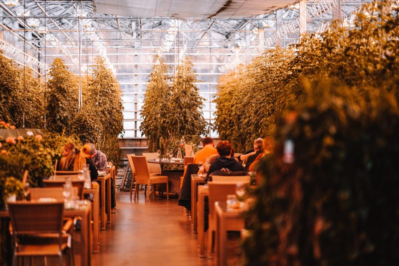 Friðheimar Gewächshaus