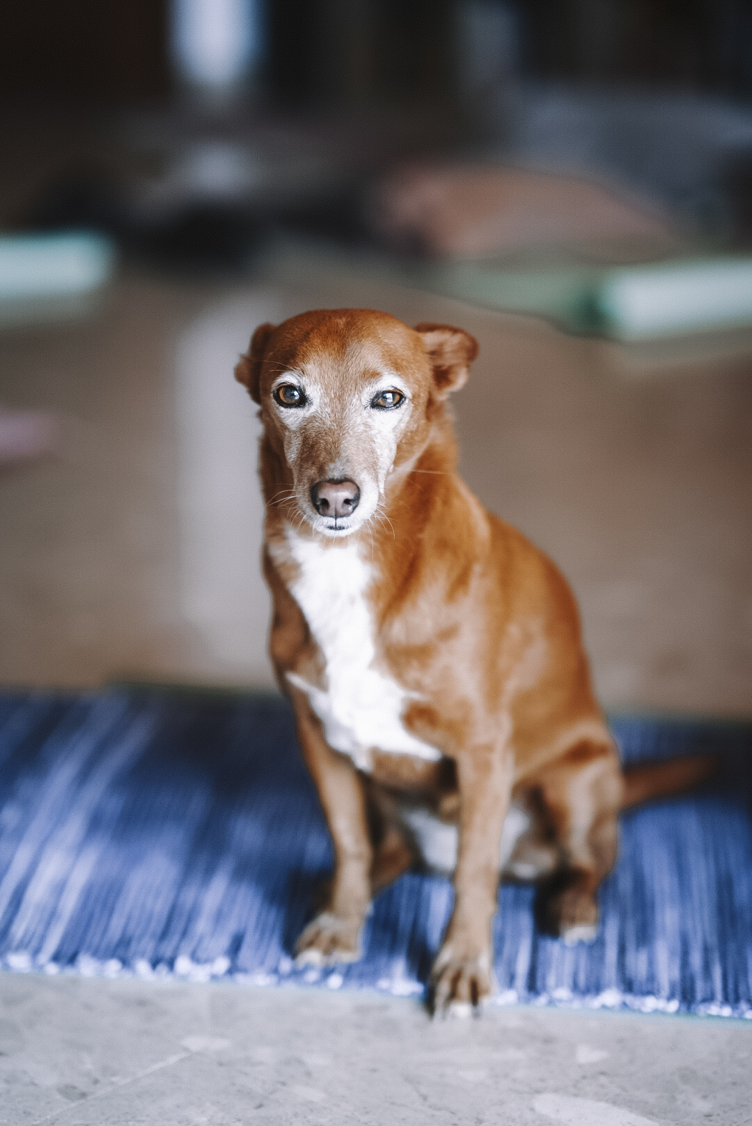 Retreatpartner Therapie Hund
