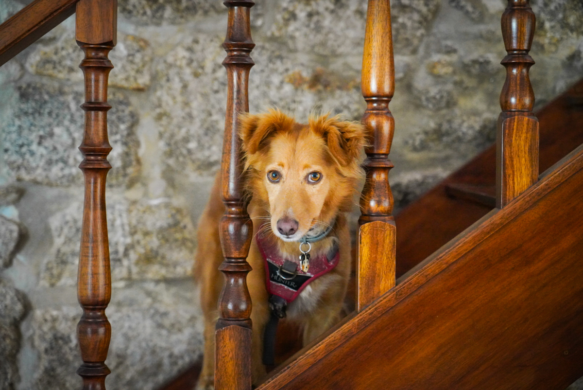 Hundefreundliche Unterkunft Quinta da Victória