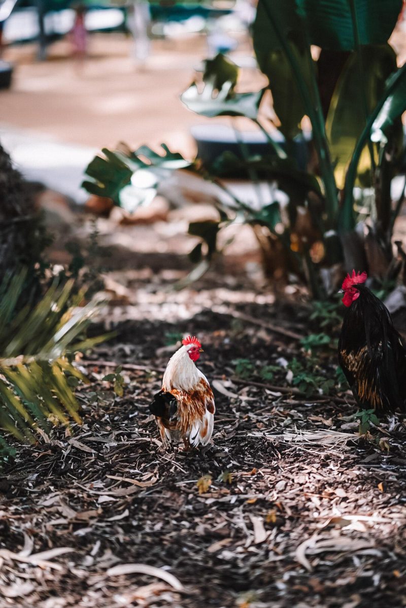 Parque Marechal Carmona